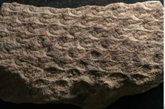 Foto (Detailansicht) von Lepidodendron aculeatum St. (NHMW-GEO-2024-0188-11020)